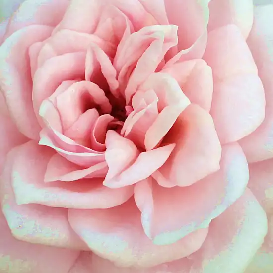 Comanda trandafiri online - Roz - trandafiri miniatur - pitici - trandafir cu parfum discret - Rosa Blush Parade® - Olesen, Pernille & Mogens N. - Pentru ornamentarea marginilor, sădit în vase pe terasă este foarte arătos. Este caracterizat de înflorire b